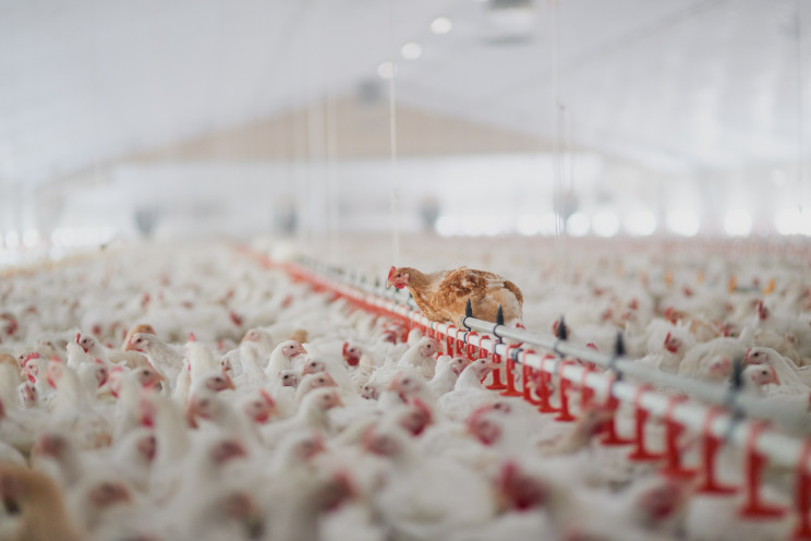 "Highly pathogenic" bird flu has jumped from wild birds to poultry. Here's what we know.