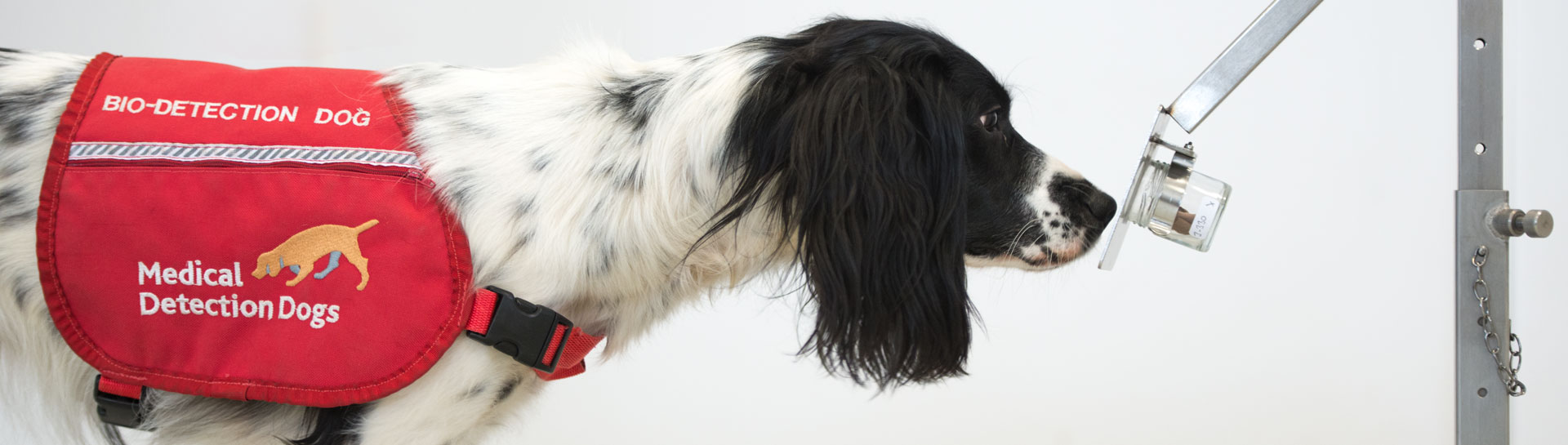 Medical Detection Dogs Could Assist COVID-19 Testing by Sniffing 750 People per Hour Medical Detection Dogs Could Assist COVID-19 Testing by Sniffing 750 People per Hour