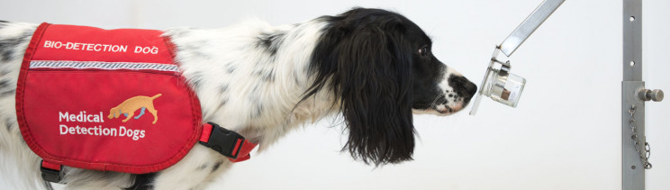 Medical Detection Dogs Could Assist COVID-19 Testing by Sniffing 750 People per Hour Medical Detection Dogs Could Assist COVID-19 Testing by Sniffing 750 People per Hour