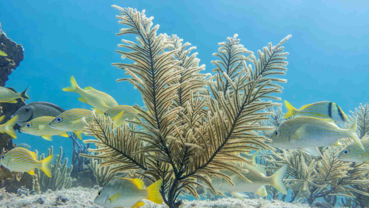 Scientists find key compound in sea corals to treat cancer after 25 years