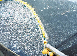 Overfishing: Can We Ever Reverse the Damage We’ve Done