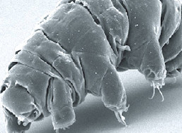 The Survival of Bacteria in Outer Space