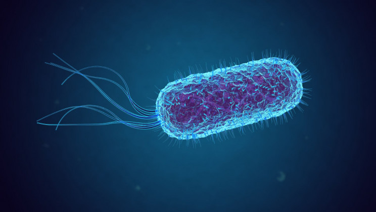 A 16th-century mummy helped scientists rebuild the DNA of an E.coli cell