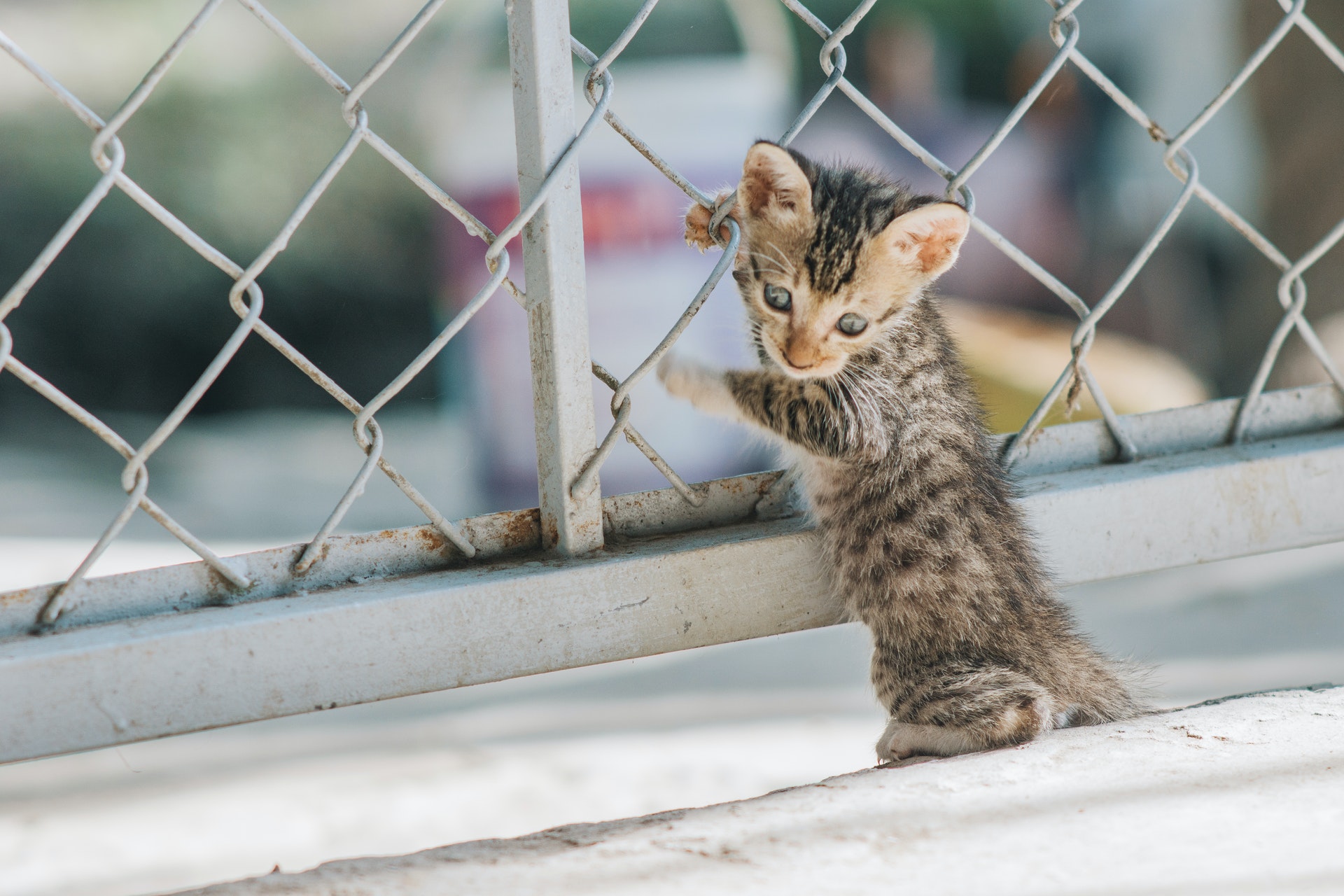 Best DIY ideas to make your home pet friendly Best DIY ideas to make your home pet friendly