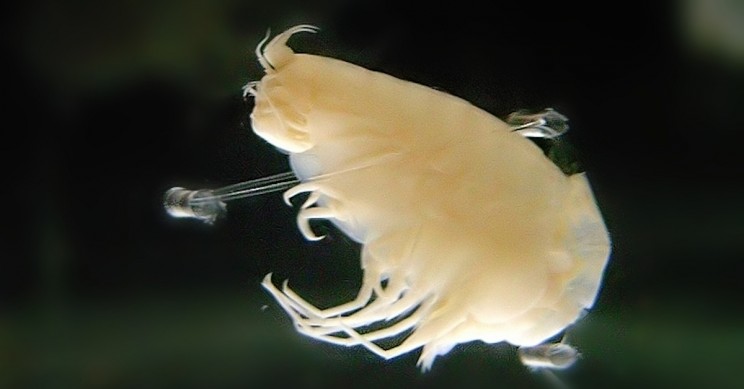 Cold War Nuclear Tests Still Affecting Life at the Bottom of the Ocean