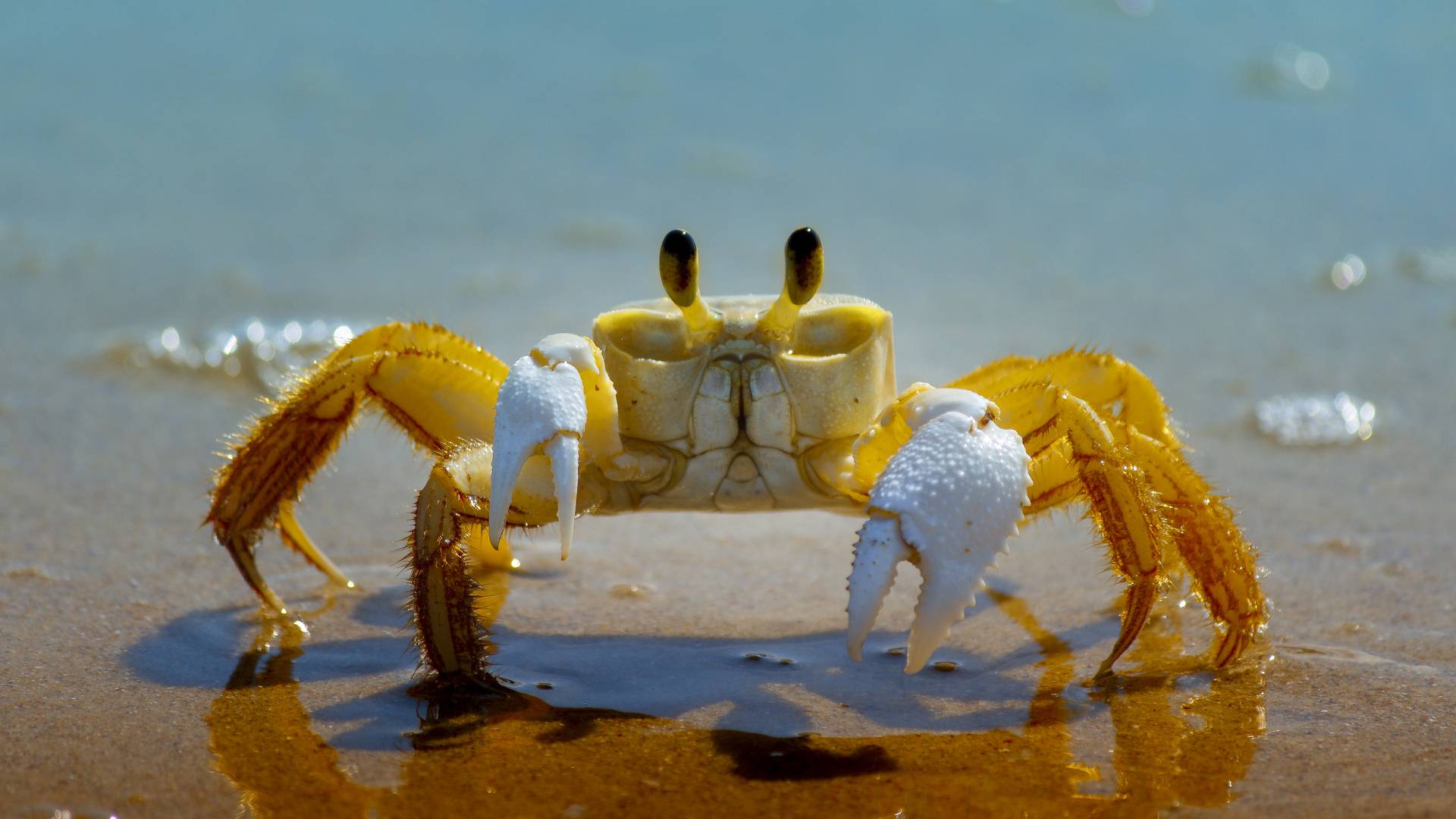 Crabs? Yes Crabs! Our Crustacean Friends Could Run DOOM IE