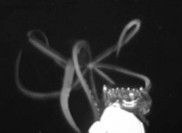 Giant Squid Captured on Film for the First Time in US Waters