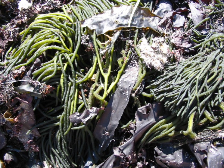 Bladderwrack Seaweed Bladderwrack Seaweed