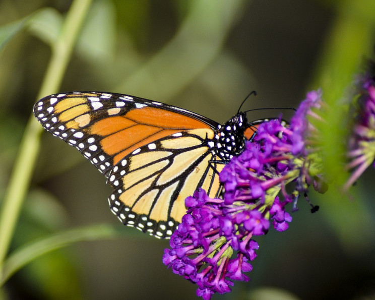 Study Finds Climate Change Is Decreasing Common Butterfly Numbers in Ohio