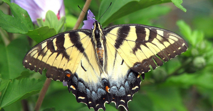 Study Finds Climate Change Is Decreasing Common Butterfly Numbers in Ohio