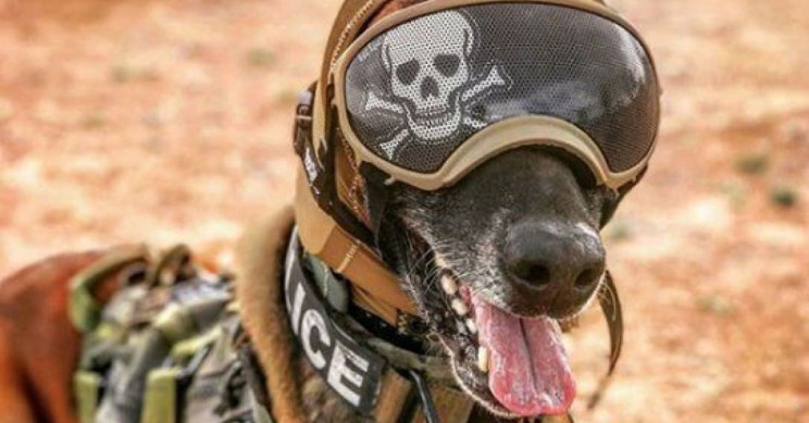 US Army Making Special Ear Protection For Military Dogs
