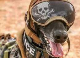 US Army Making Special Ear Protection For Military Dogs