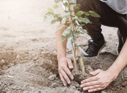 The Tree-Planting Campaign Supported by Elon Musk Just Raised $20 Million