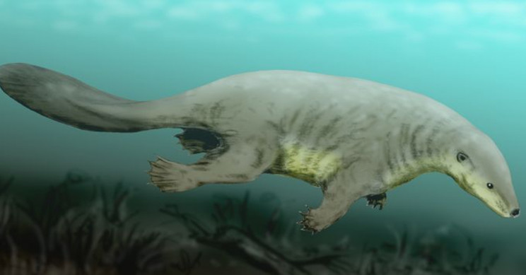 A Jurassic Mammal-like Fossil Is Changing Our Understanding of Hyoid Bone Evolution
