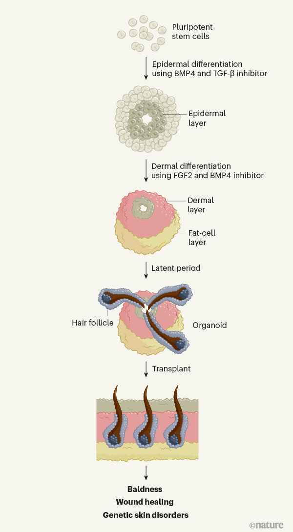 Hairy, Lab-Grown Human Skin Cell Signals a Cure for Baldness Hairy, Lab-Grown Human Skin Cell Signals a Cure for Baldness