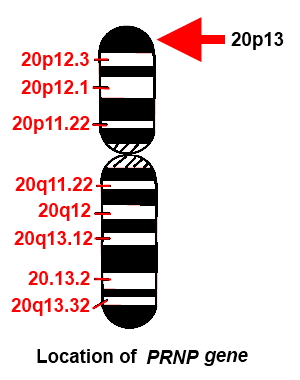 Location of PRNP gene Location of PRNP gene
