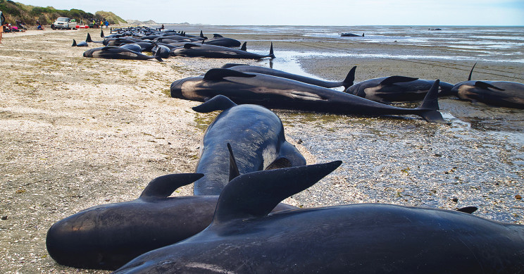 380 Whales Dead in One of Australia’s Largest-Ever Strandings
