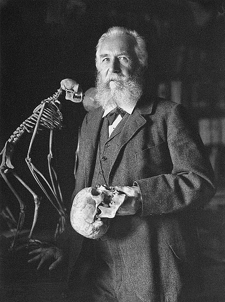 19 Beautifully Intricate Illustrations by German Naturalist Ernst Haeckel 19 Beautifully Intricate Illustrations by German Naturalist Ernst Haeckel