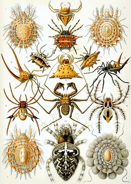 19 Beautifully Intricate Illustrations by German Naturalist Ernst Haeckel 19 Beautifully Intricate Illustrations by German Naturalist Ernst Haeckel