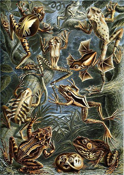 19 Beautifully Intricate Illustrations by German Naturalist Ernst Haeckel 19 Beautifully Intricate Illustrations by German Naturalist Ernst Haeckel