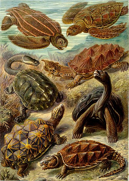 19 Beautifully Intricate Illustrations by German Naturalist Ernst Haeckel 19 Beautifully Intricate Illustrations by German Naturalist Ernst Haeckel