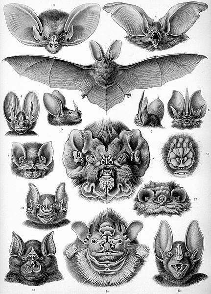 19 Beautifully Intricate Illustrations by German Naturalist Ernst Haeckel 19 Beautifully Intricate Illustrations by German Naturalist Ernst Haeckel