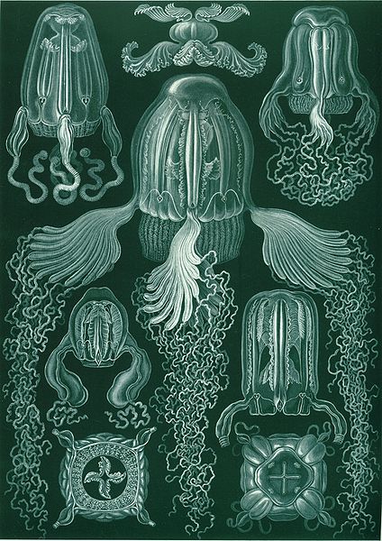 19 Beautifully Intricate Illustrations by German Naturalist Ernst Haeckel 19 Beautifully Intricate Illustrations by German Naturalist Ernst Haeckel