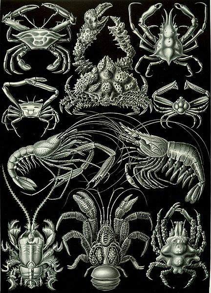 19 Beautifully Intricate Illustrations by German Naturalist Ernst Haeckel 19 Beautifully Intricate Illustrations by German Naturalist Ernst Haeckel