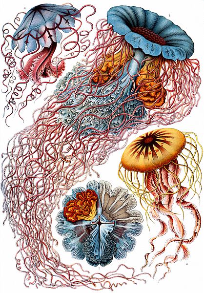 19 Beautifully Intricate Illustrations by German Naturalist Ernst Haeckel 19 Beautifully Intricate Illustrations by German Naturalist Ernst Haeckel