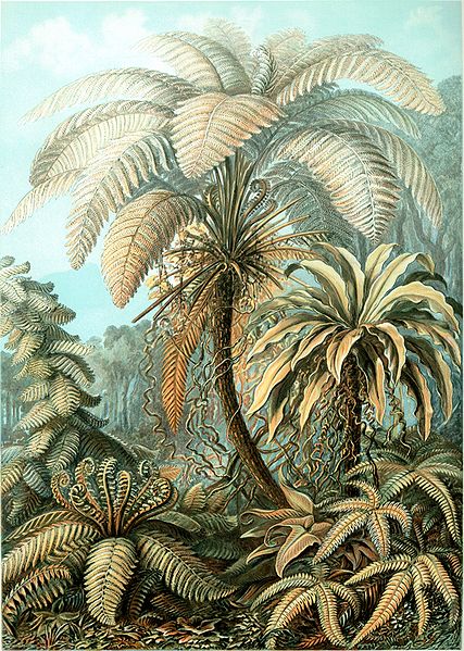 19 Beautifully Intricate Illustrations by German Naturalist Ernst Haeckel 19 Beautifully Intricate Illustrations by German Naturalist Ernst Haeckel