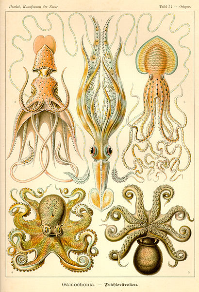 19 Beautifully Intricate Illustrations by German Naturalist Ernst Haeckel 19 Beautifully Intricate Illustrations by German Naturalist Ernst Haeckel