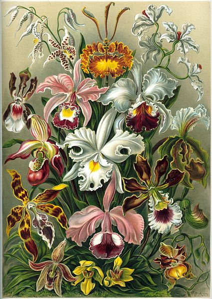 19 Beautifully Intricate Illustrations by German Naturalist Ernst Haeckel 19 Beautifully Intricate Illustrations by German Naturalist Ernst Haeckel