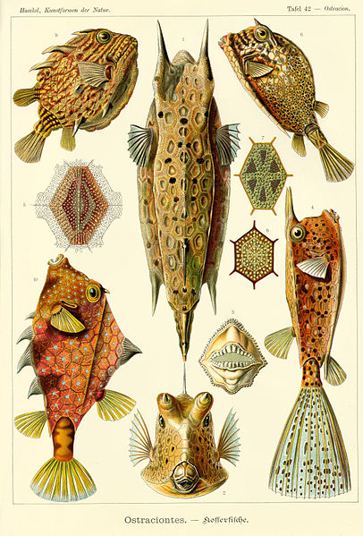 19 Beautifully Intricate Illustrations by German Naturalist Ernst Haeckel 19 Beautifully Intricate Illustrations by German Naturalist Ernst Haeckel