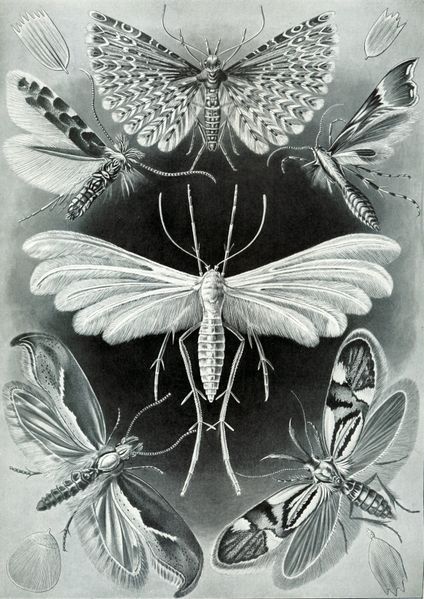 19 Beautifully Intricate Illustrations by German Naturalist Ernst Haeckel 19 Beautifully Intricate Illustrations by German Naturalist Ernst Haeckel
