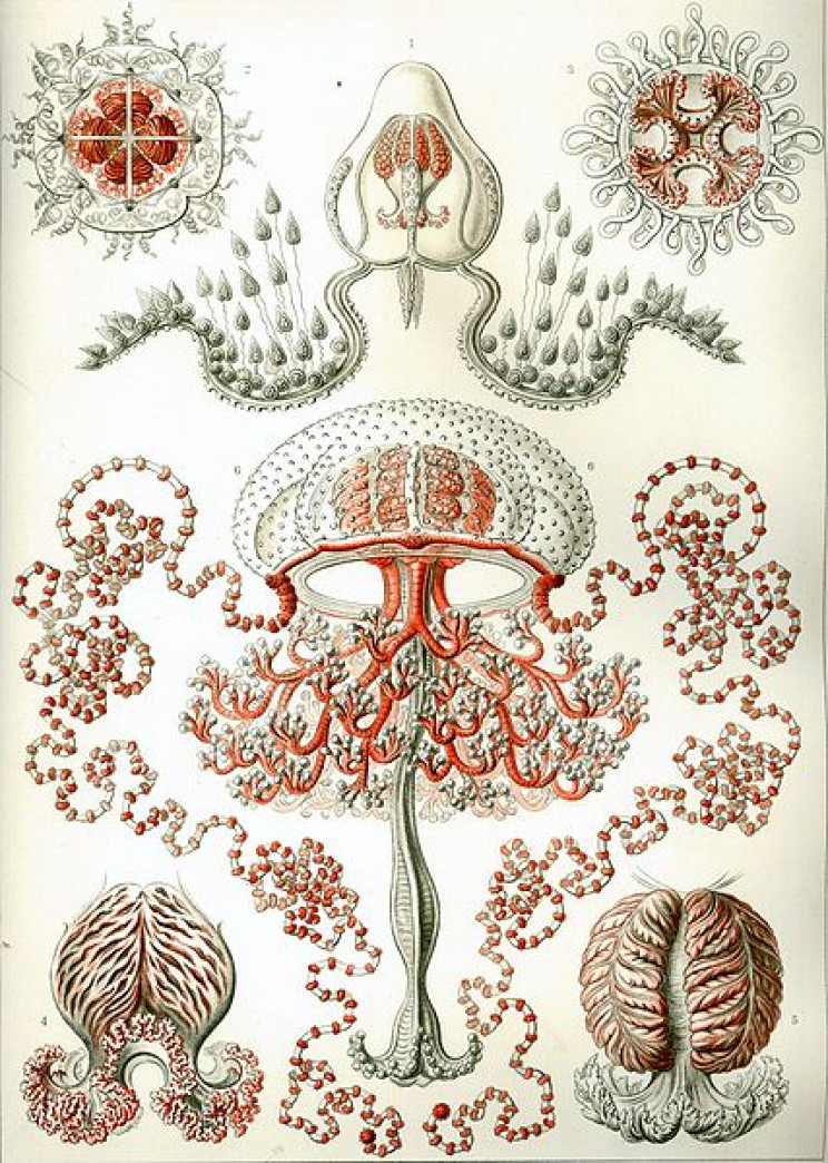 19 Beautifully Intricate Illustrations by German Naturalist Ernst Haeckel 19 Beautifully Intricate Illustrations by German Naturalist Ernst Haeckel