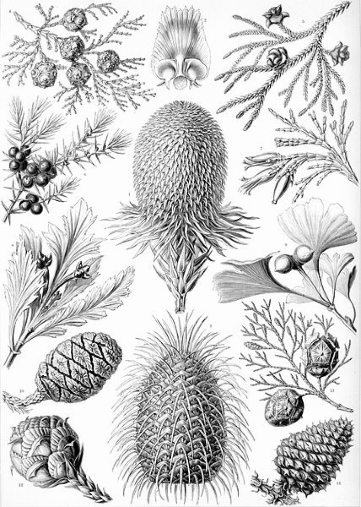 19 Beautifully Intricate Illustrations by German Naturalist Ernst Haeckel 19 Beautifully Intricate Illustrations by German Naturalist Ernst Haeckel