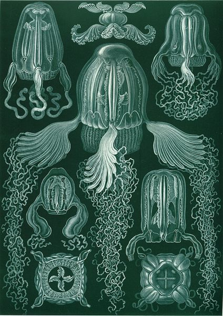 19 Beautifully Intricate Illustrations by German Naturalist Ernst Haeckel 19 Beautifully Intricate Illustrations by German Naturalist Ernst Haeckel