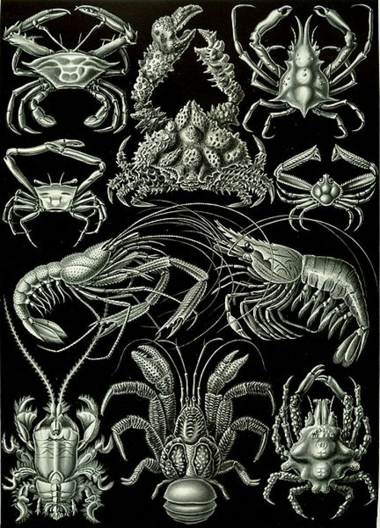 19 Beautifully Intricate Illustrations by German Naturalist Ernst Haeckel 19 Beautifully Intricate Illustrations by German Naturalist Ernst Haeckel