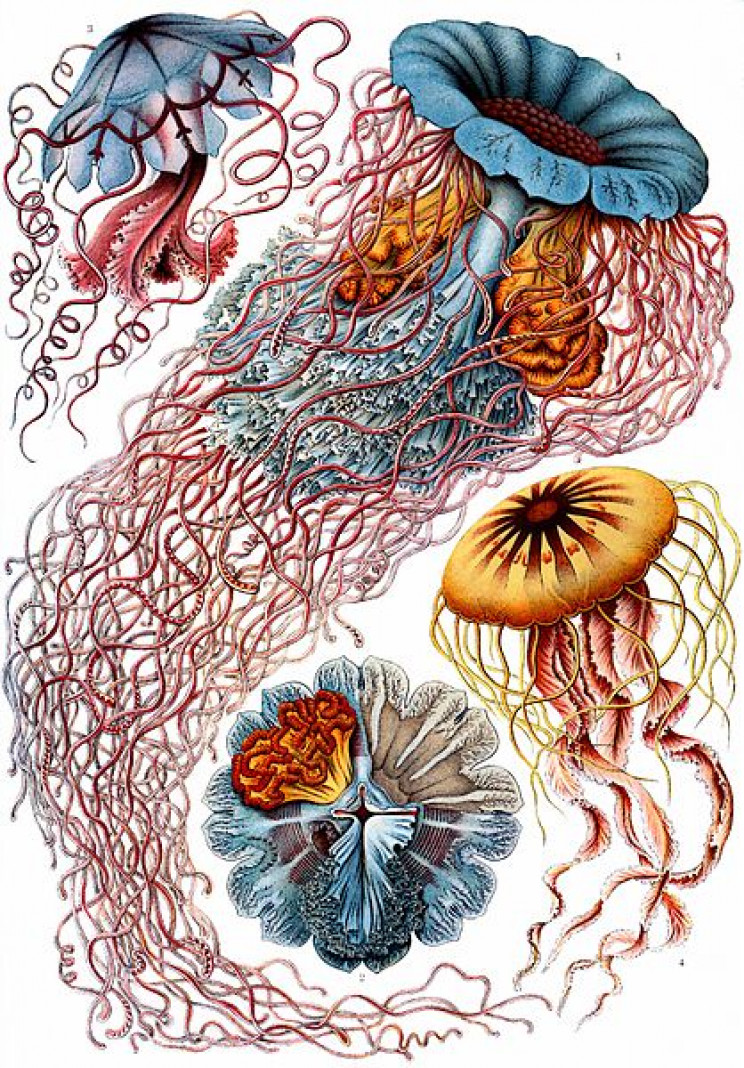 19 Beautifully Intricate Illustrations by German Naturalist Ernst Haeckel 19 Beautifully Intricate Illustrations by German Naturalist Ernst Haeckel