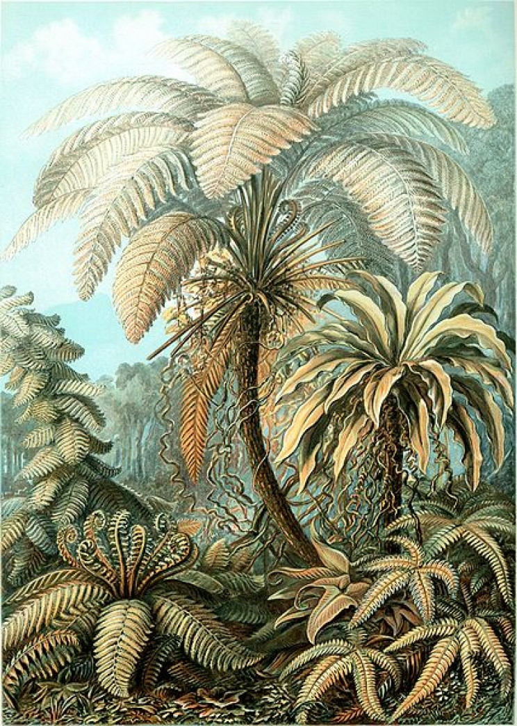 19 Beautifully Intricate Illustrations by German Naturalist Ernst Haeckel 19 Beautifully Intricate Illustrations by German Naturalist Ernst Haeckel