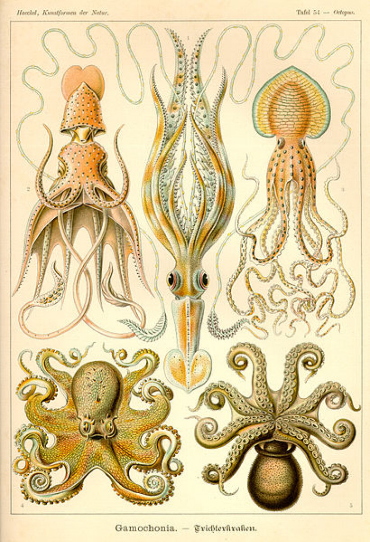 19 Beautifully Intricate Illustrations by German Naturalist Ernst Haeckel 19 Beautifully Intricate Illustrations by German Naturalist Ernst Haeckel