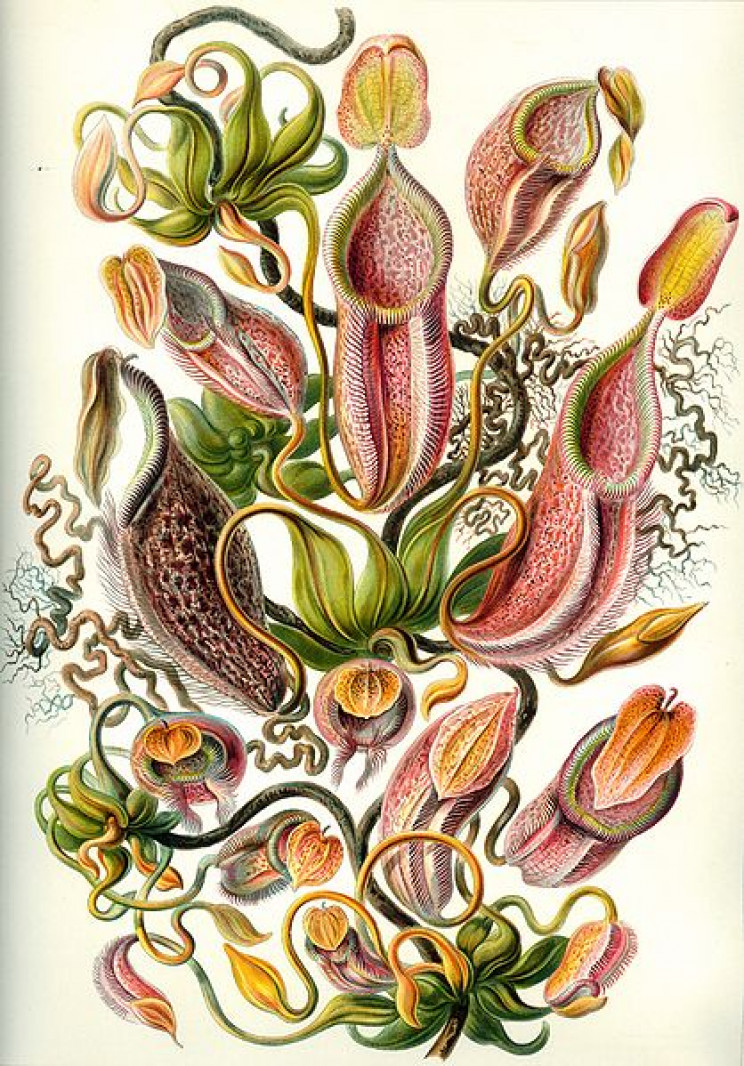 19 Beautifully Intricate Illustrations by German Naturalist Ernst Haeckel 19 Beautifully Intricate Illustrations by German Naturalist Ernst Haeckel