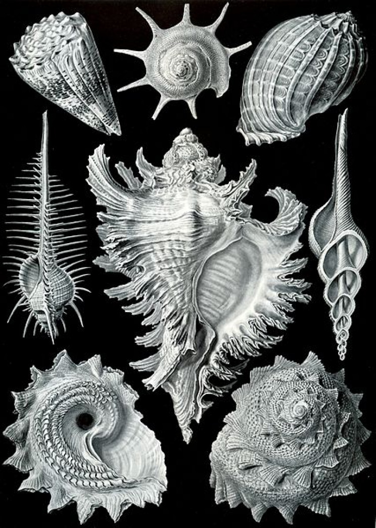 19 Beautifully Intricate Illustrations by German Naturalist Ernst Haeckel 19 Beautifully Intricate Illustrations by German Naturalist Ernst Haeckel