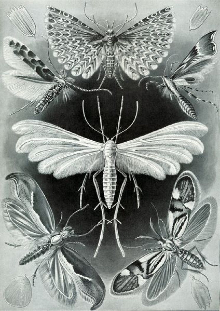 19 Beautifully Intricate Illustrations by German Naturalist Ernst Haeckel 19 Beautifully Intricate Illustrations by German Naturalist Ernst Haeckel