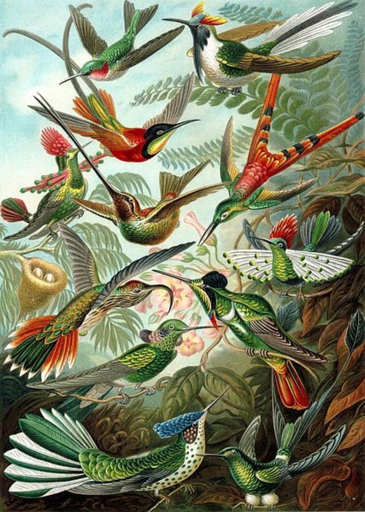19 Beautifully Intricate Illustrations by German Naturalist Ernst Haeckel 19 Beautifully Intricate Illustrations by German Naturalist Ernst Haeckel