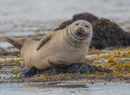 A Seal Singing the Star Wars Theme Song Goes Viral