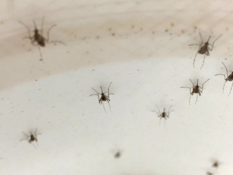Aedes Aegypti Mosquitoes Aedes Aegypti Mosquitoes