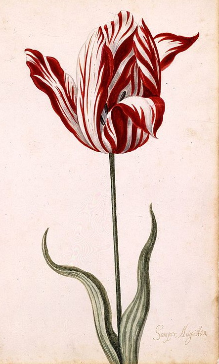 Semper Augustus tulip Semper Augustus tulip