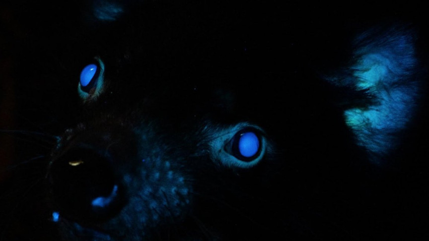 Tasmanian Devils Added to List of Animals that Glow in the Dark | IE