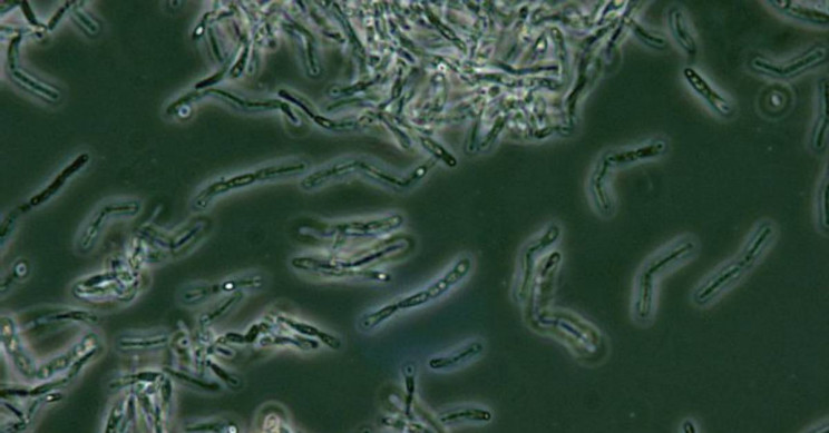 Climate-Change-Pathogen Climate Change Pathogen